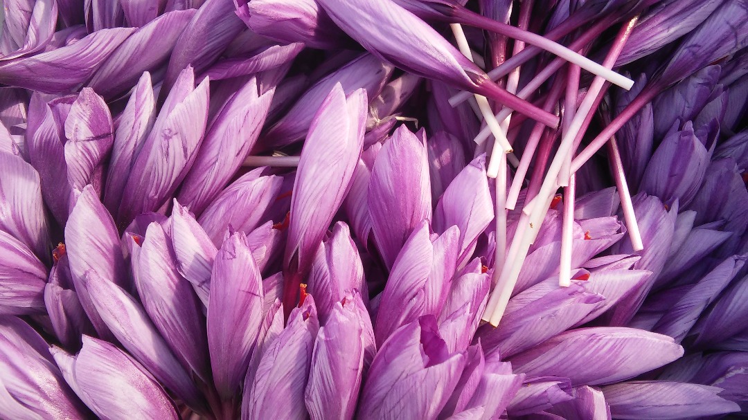 Beautiful saffron flower